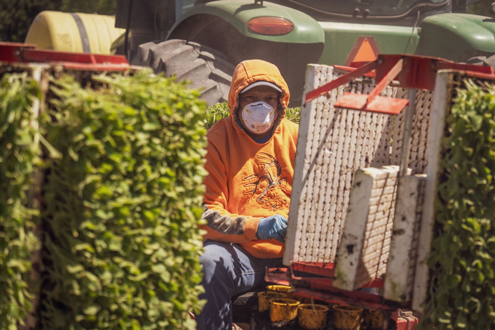A farm worker in protective gear operating machinery amidst lush green plants on a sunny day.